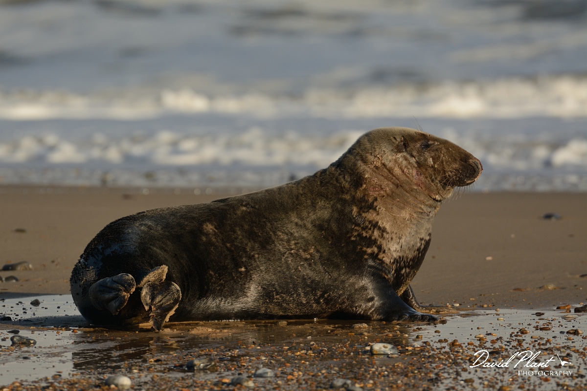 David Plant Photography - Wildlife Photography - Grey seal - K.jpg - Grey seal male commanding beach - Norfolk