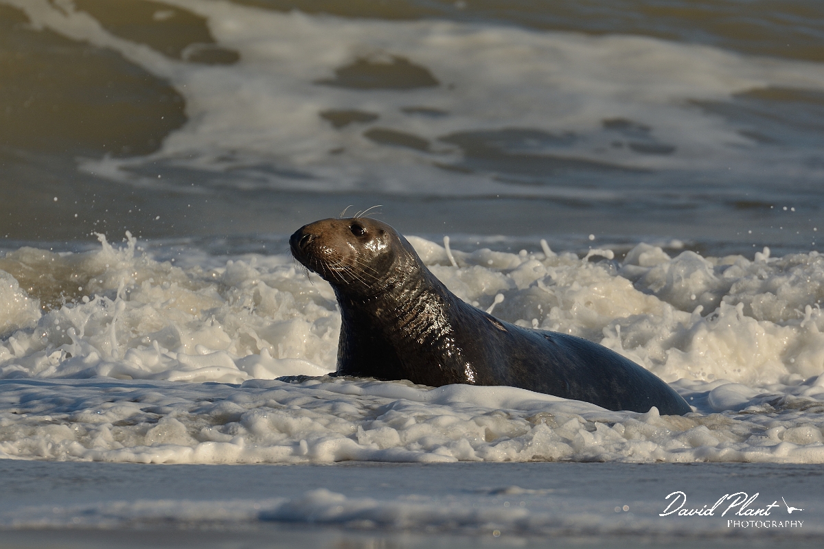 David Plant Photography - Wildlife Photography - Grey seal - L.jpg - Grey seal male in surf - Norfolk