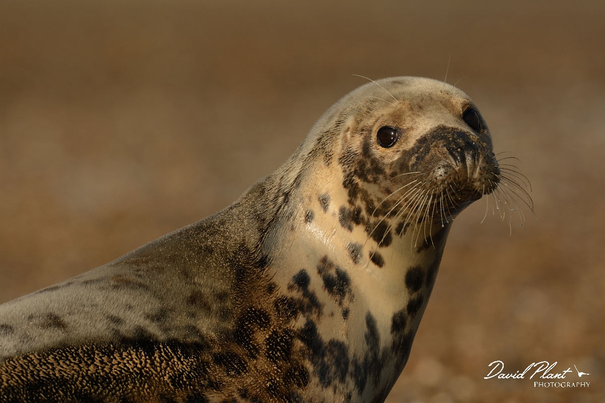 David Plant Photography - Wildlife Photography - Grey seal - N.jpg - Grey seal female head - Norfolk