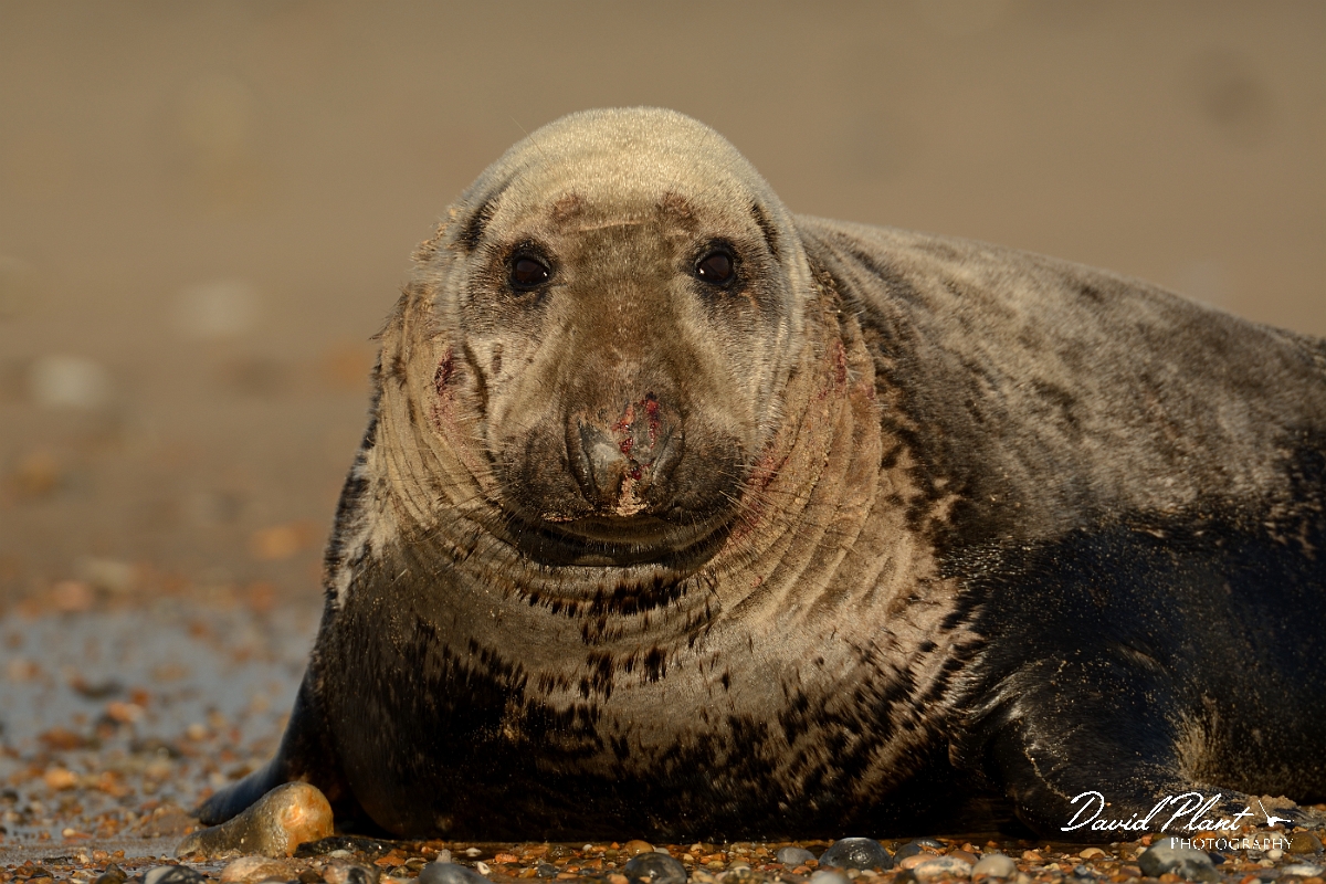 David Plant Photography - Wildlife Photography - Grey seal - O.jpg - Grey seal male on beach - Norfolk