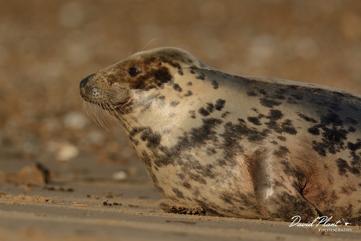 David Plant Photography - Wildlife Photography - Grey seal - P.jpg - Grey seal female on beach - Norfolk
