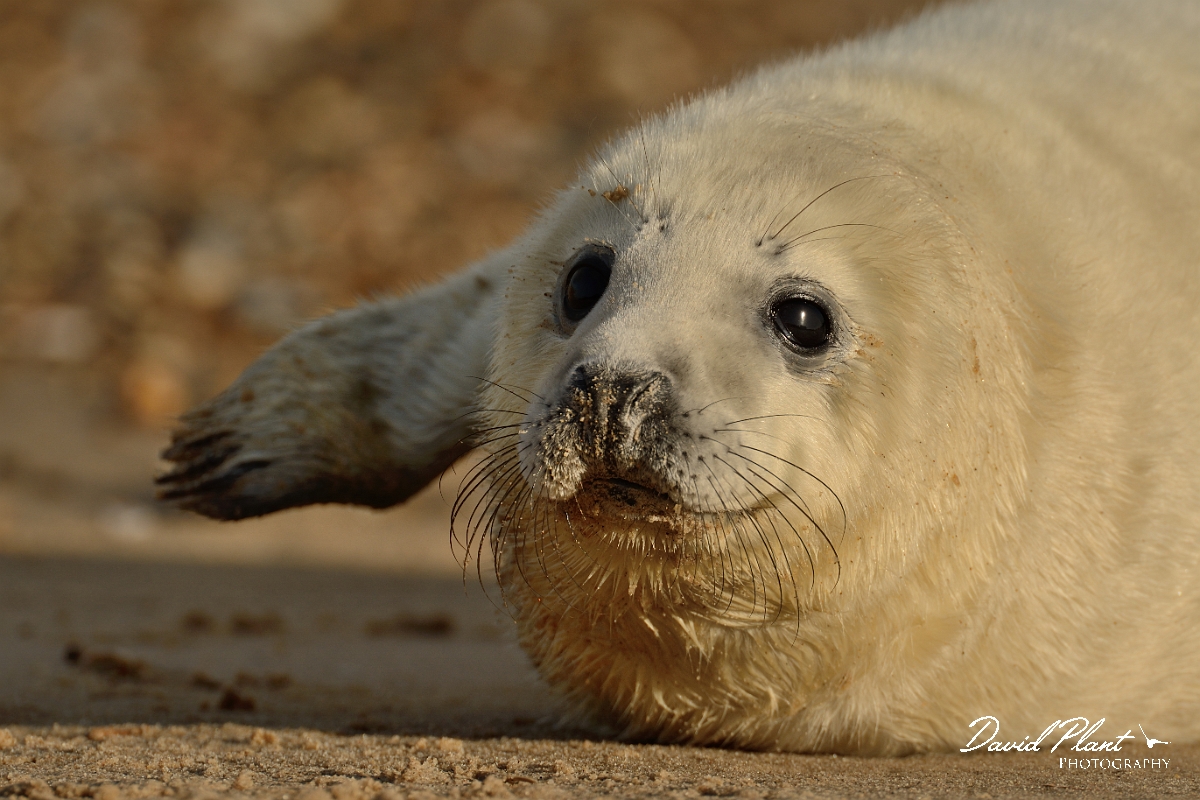 David Plant Photography - Wildlife Photography - Grey seal - U.jpg - Grey seal pup with flipper raised - Norfolk