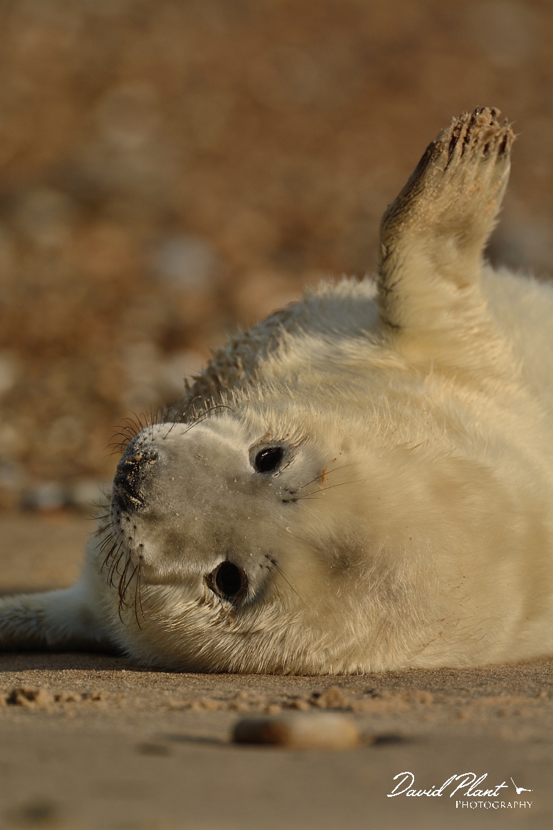 David Plant Photography - Wildlife Photography - Grey seal - X.jpg - Grey seal pup with flipper raised - Norfolk