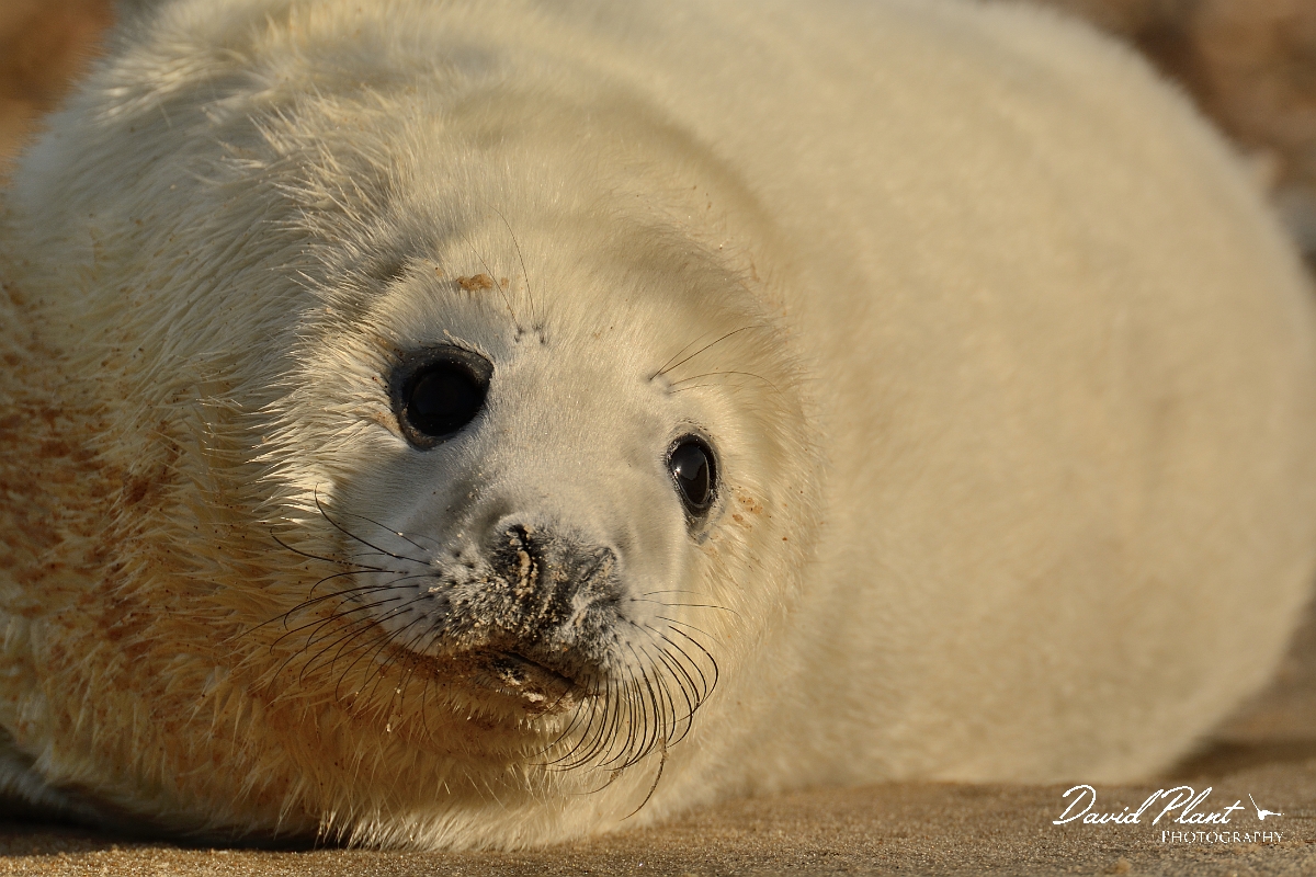 David Plant Photography - Wildlife Photography - Grey seal - Y.jpg - Grey seal pup closeup - Norfolk