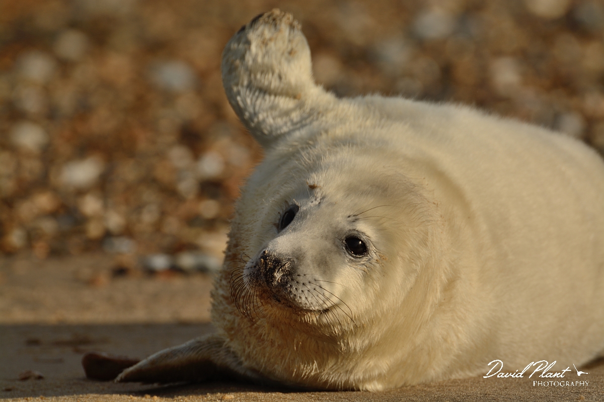 David Plant Photography - Wildlife Photography - Grey seal - Z.jpg - Grey seal pup with flipper raised - Norfolk