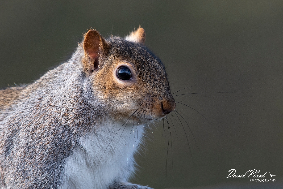 David Plant Photography - Wildlife Photography - Grey squirrel - K.jpg - Grey squirrel - Cambridgeshire
