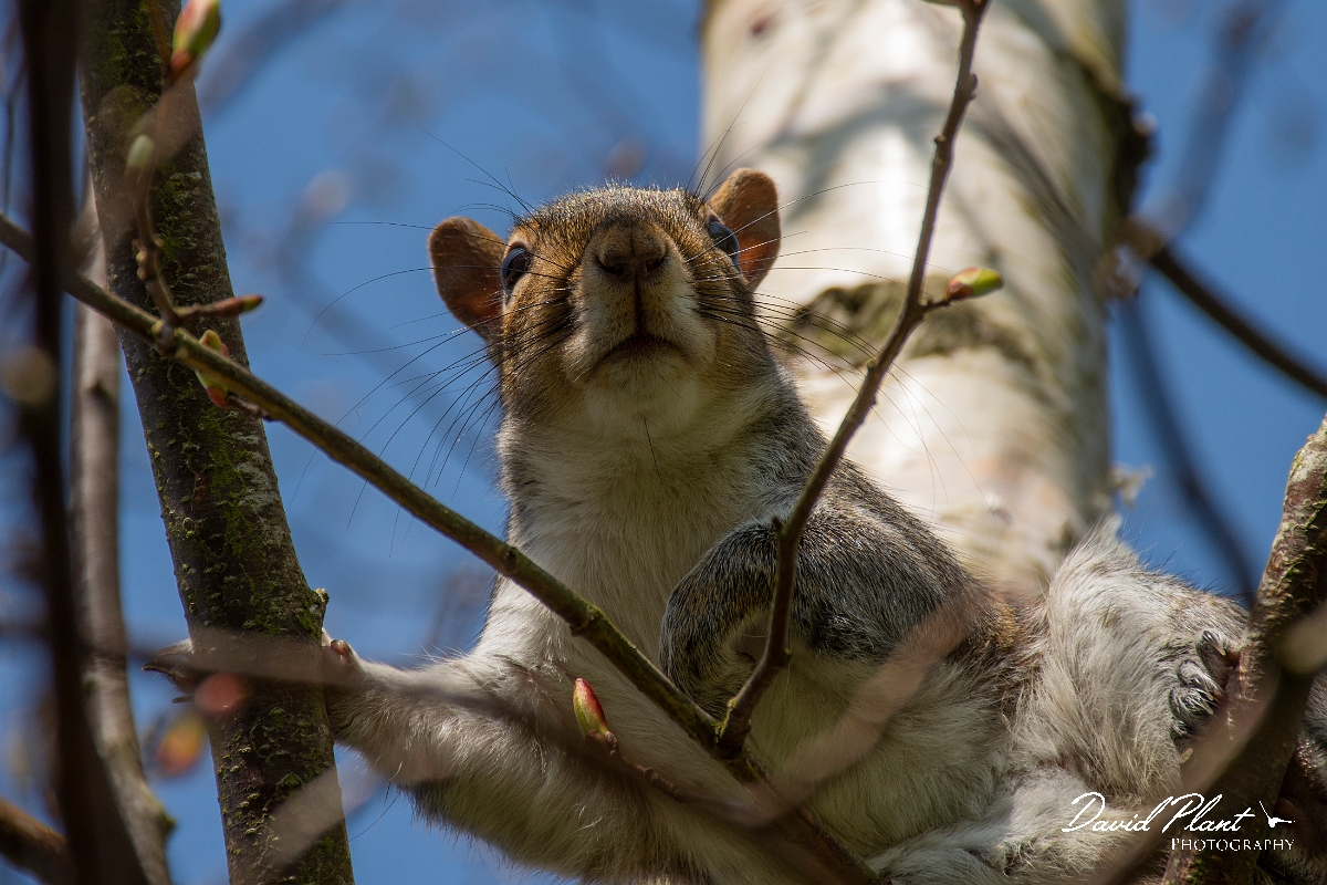 David Plant Photography - Wildlife Photography - Grey squirrel - M.jpg - Grey squirrel - Cotswolds