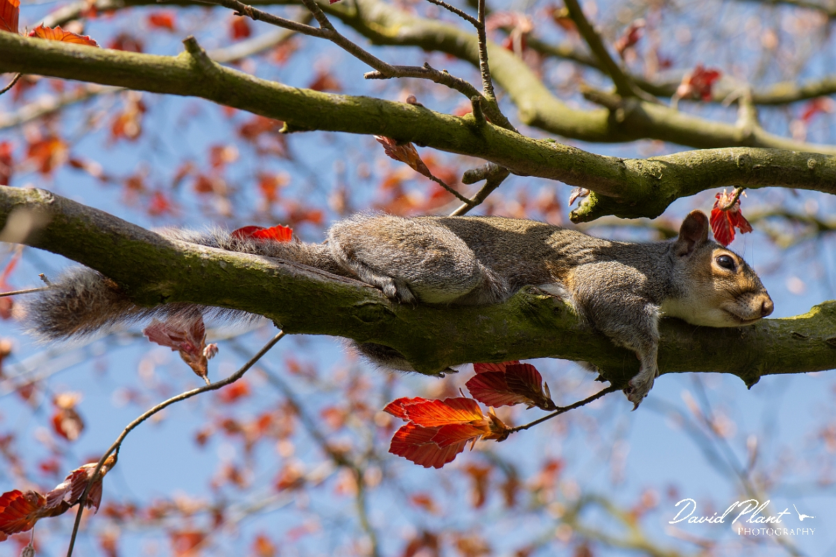 David Plant Photography - Wildlife Photography - Grey squirrel - N.jpg - Grey squirrel - Cotswolds