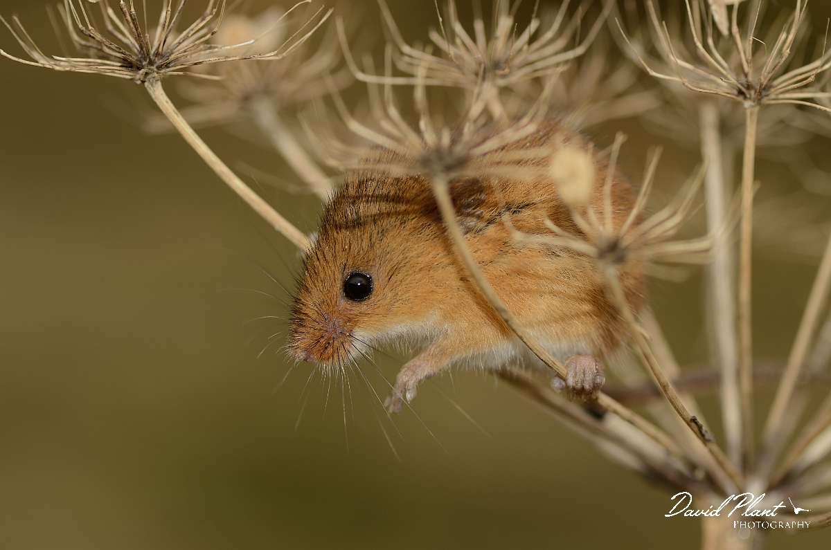David Plant Photography - Wildlife Photography - Harvest mouse - A.jpg - Harvest mouse in hogweed - Cambridgeshire