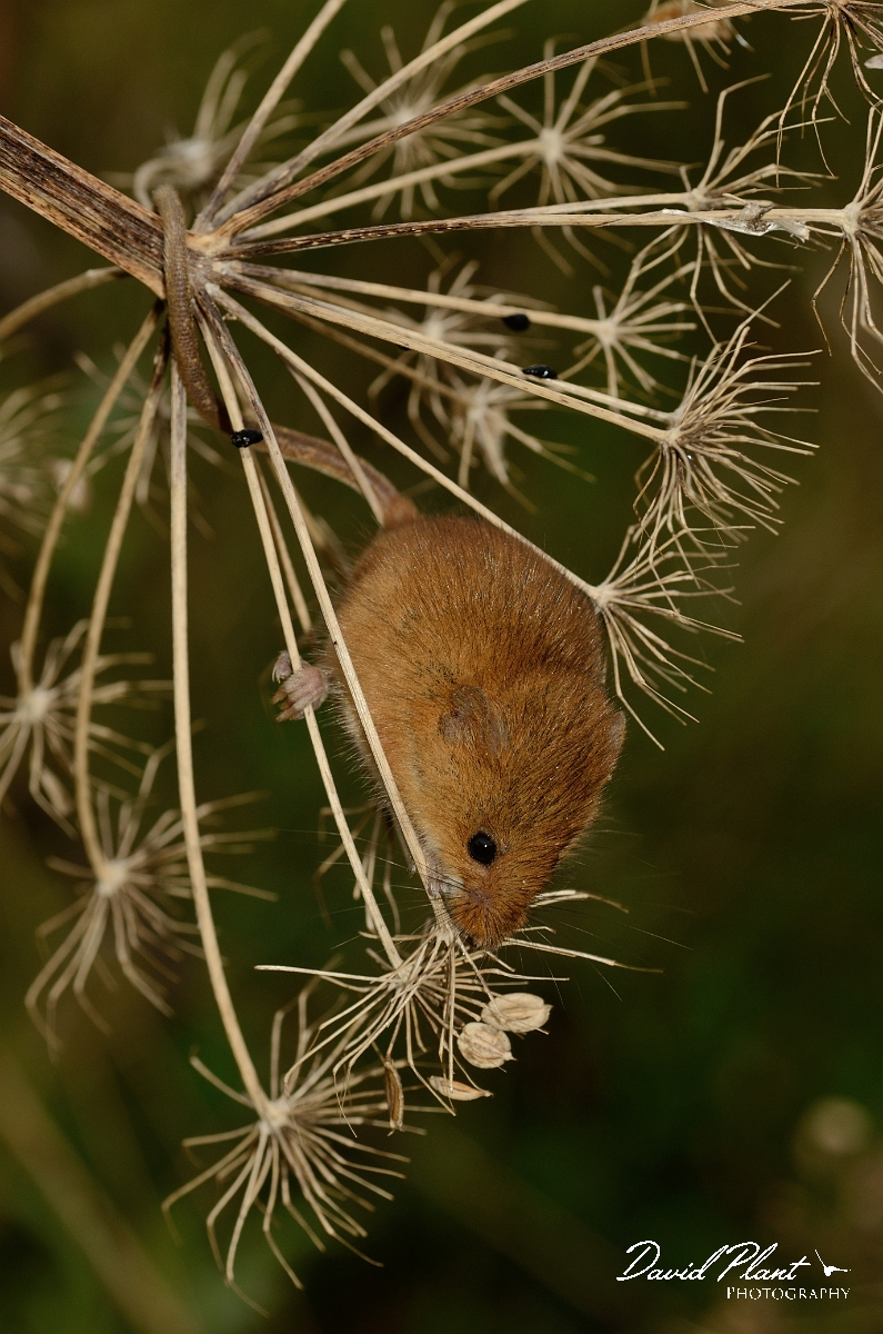 David Plant Photography - Wildlife Photography - Harvest mouse - B.jpg - Harvest mouse in hogweed - Cambridgeshire
