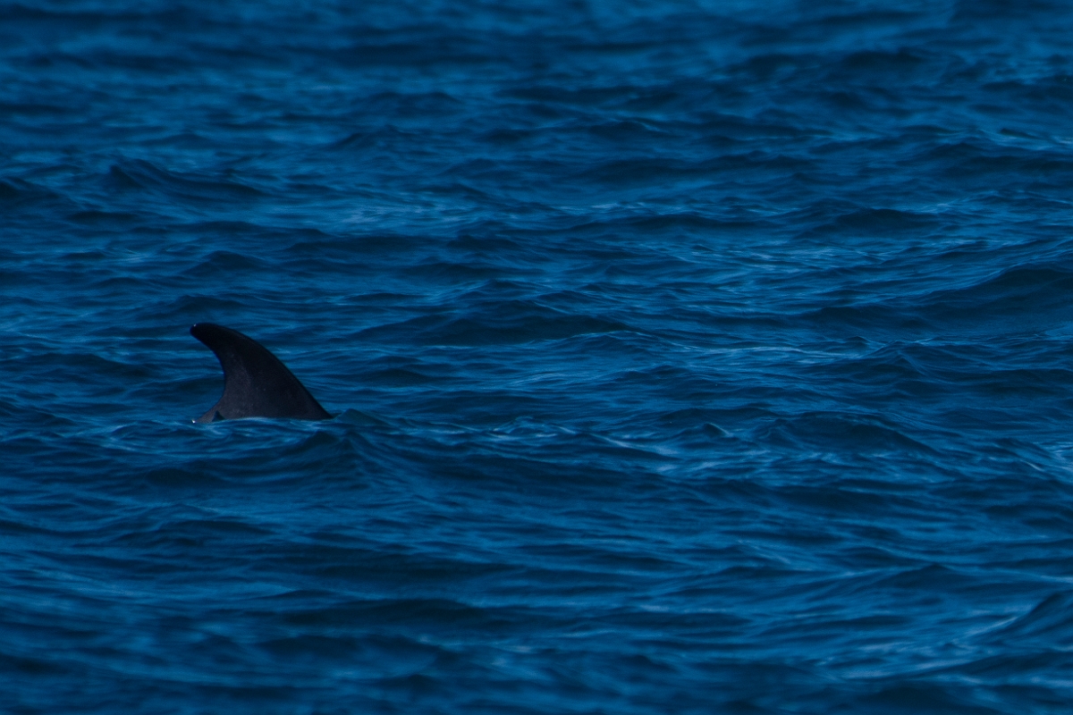 David Plant Photography - Wildlife Photography - Minke whale - A.JPG - Minke whale fin - Sea off Devon