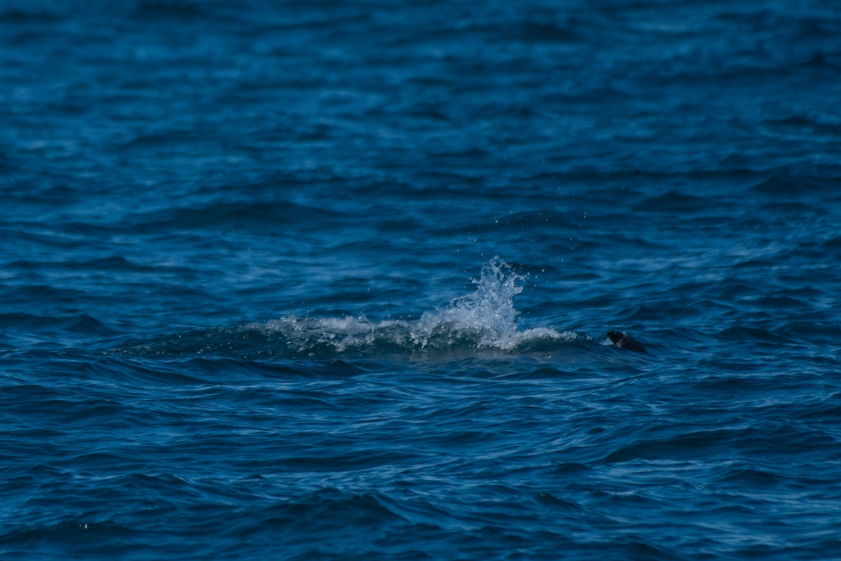 David Plant Photography - Wildlife Photography - Minke whale - C.JPG - Minke whale fin - Devon
