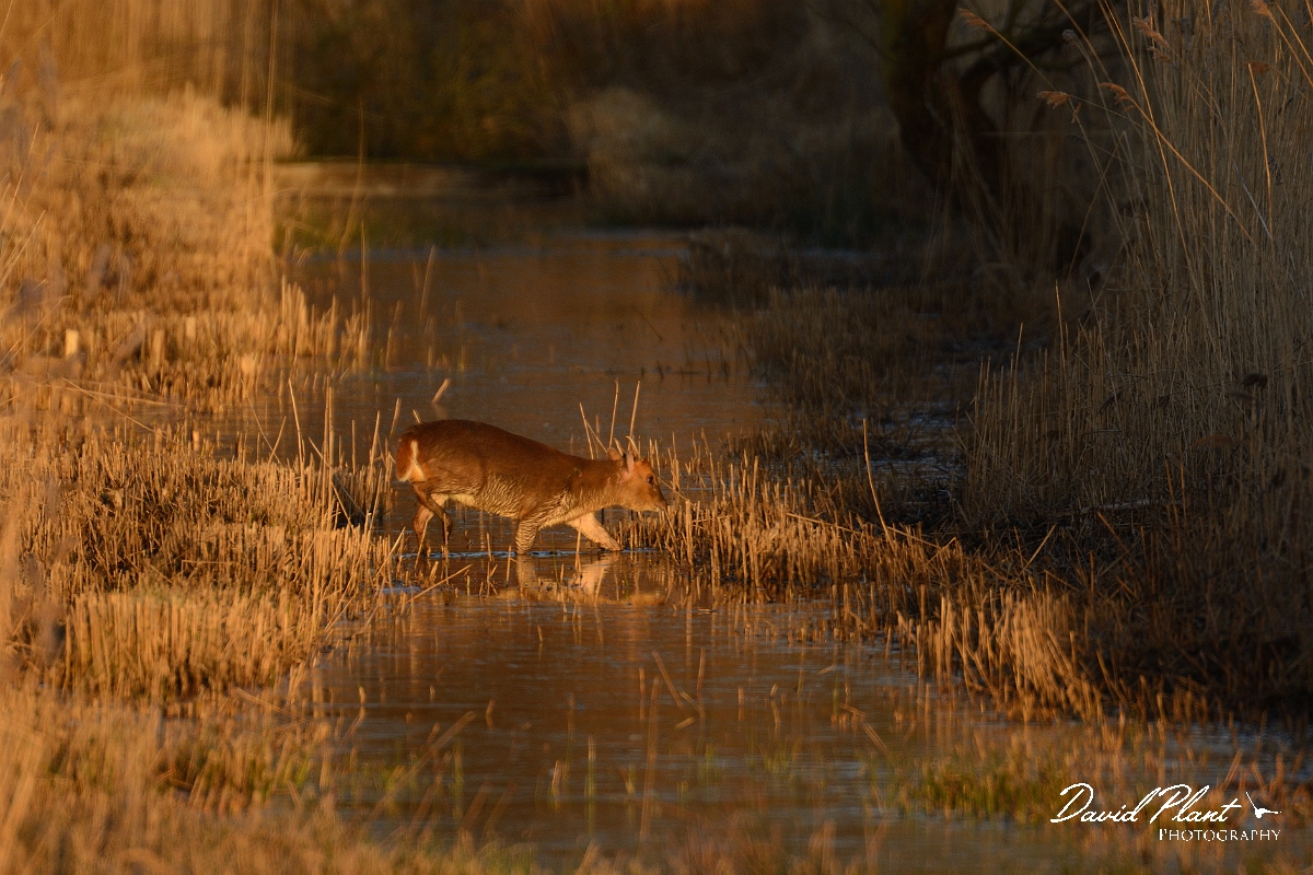David Plant Photography - Wildlife Photography - Muntjac - A.jpg - Reeves's muntjac, Muntiacus reevesi, crossing reedbed channel - Cambridgeshire