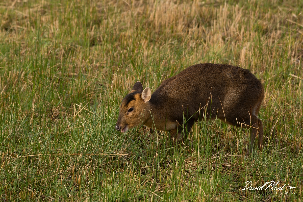 David Plant Photography - Wildlife Photography - Muntjac - B.jpg - Reeves's muntjac, Muntiacus reevesi - Cambridgeshire