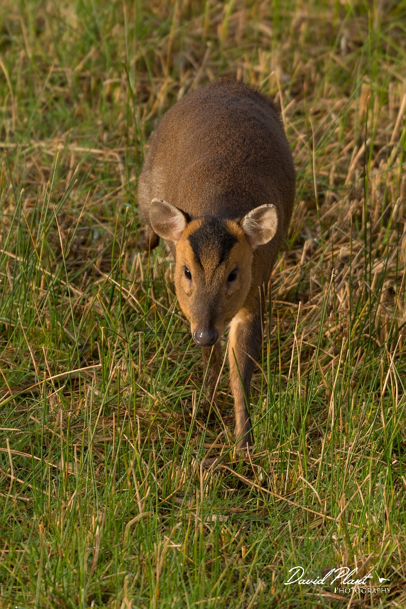 David Plant Photography - Wildlife Photography - Muntjac - C.jpg - Reeves's muntjac, Muntiacus reevesi - Cambridgeshire
