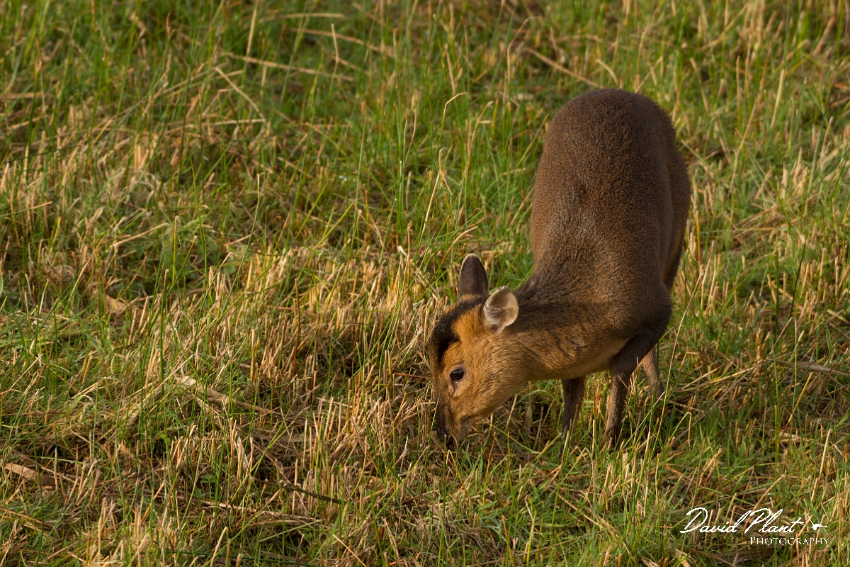 David Plant Photography - Wildlife Photography - Muntjac - D.jpg - Reeves's muntjac, Muntiacus reevesi - Cambridgeshire