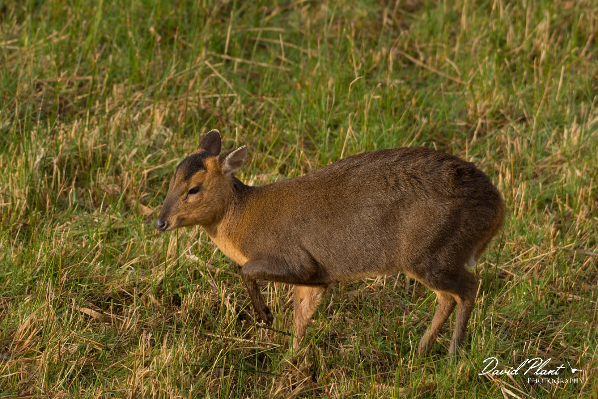 David Plant Photography - Wildlife Photography - Muntjac - E.jpg - Reeves's muntjac, Muntiacus reevesi - Cambridgeshire