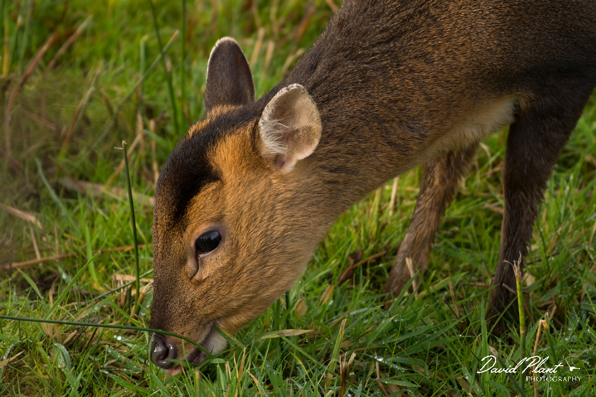 David Plant Photography - Wildlife Photography - Muntjac - G.jpg - Reeves's muntjac, Muntiacus reevesi, head - Cambridgeshire