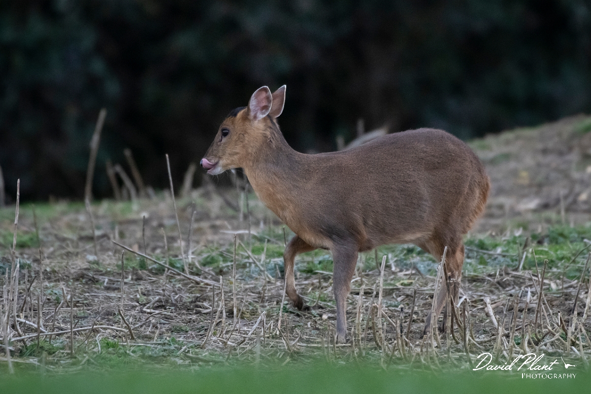 David Plant Photography - Wildlife Photography - Muntjac - H.jpg - Reeves's muntjac, Muntiacus reevesi - Leicestershire