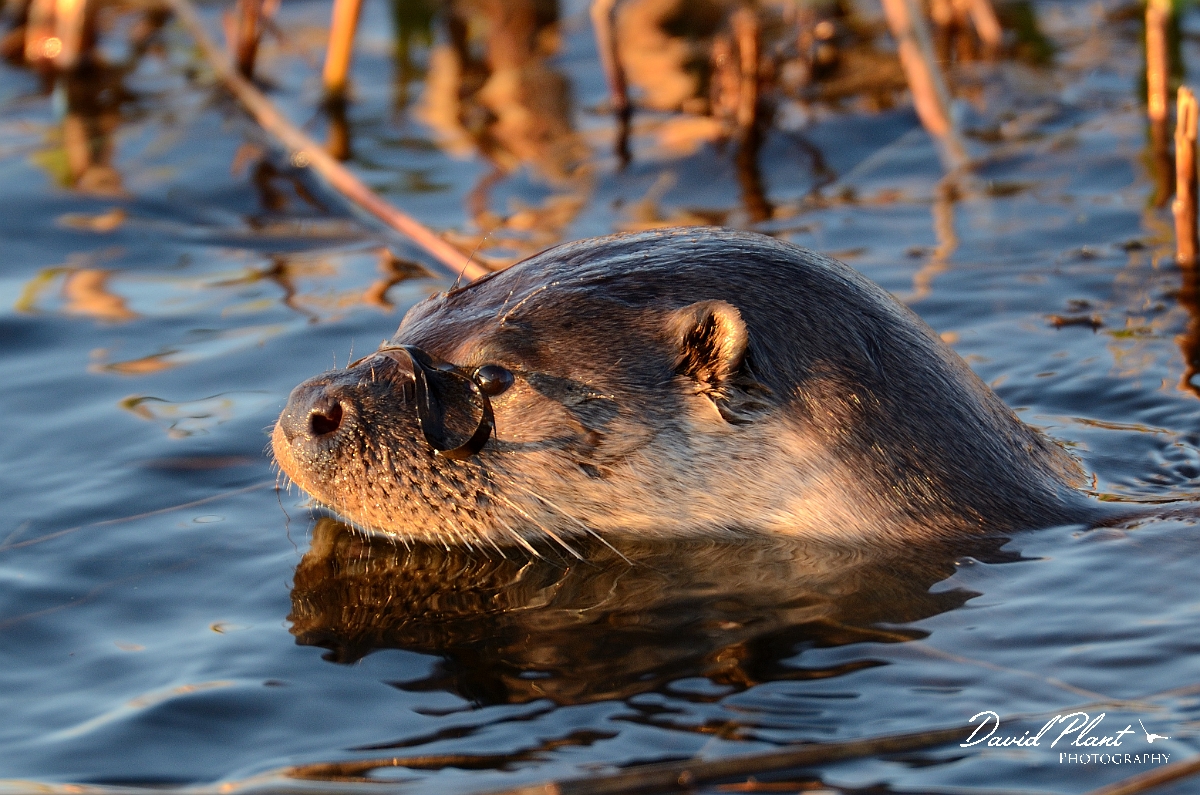 David Plant Photography - Wildlife Photography - Otter - A.jpg - Otter, male head with pondweed on nose - Suffolk