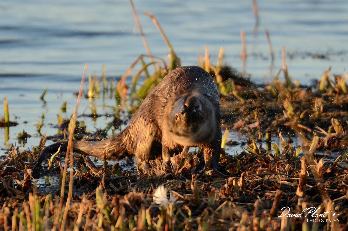 David Plant Photography - Wildlife Photography - Otter - B.jpg - Otter, male shaking dry - Suffolk