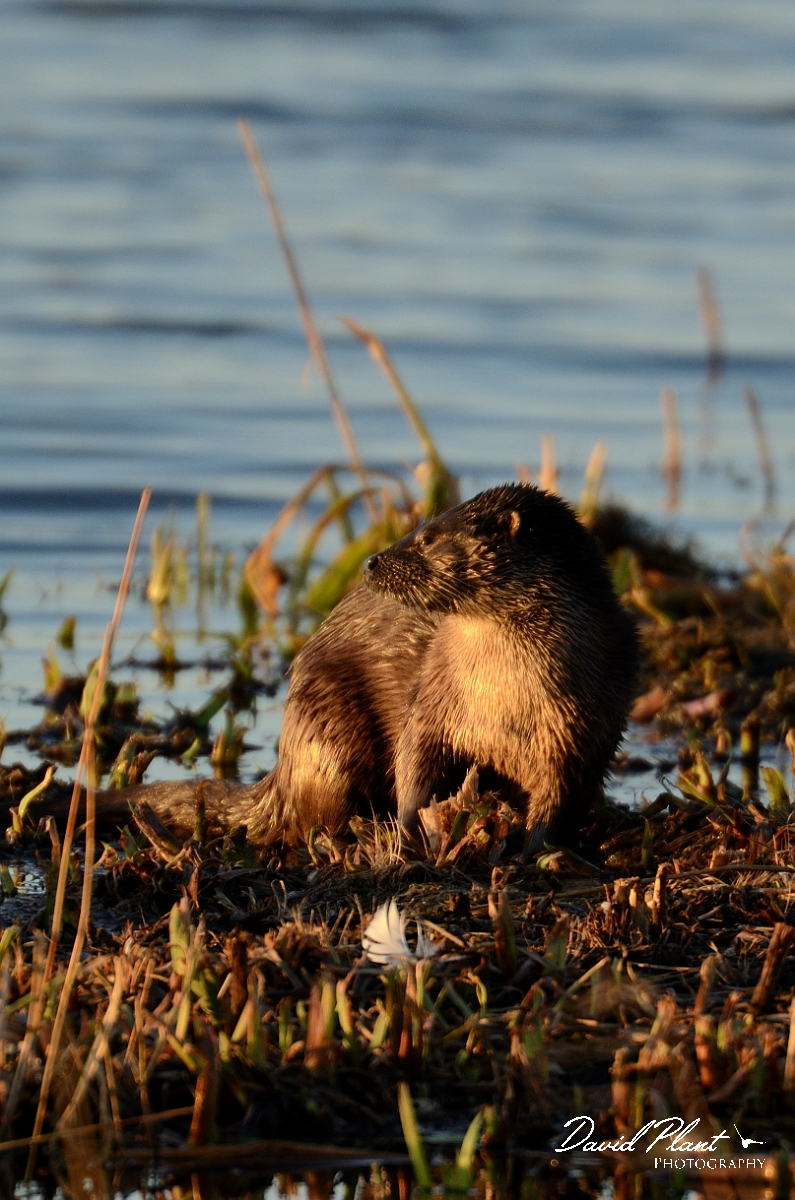 David Plant Photography - Wildlife Photography - Otter - C.jpg - Otter, male - Suffolk