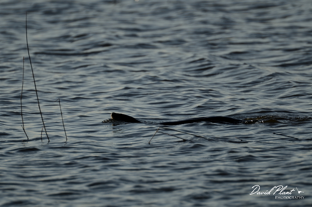 David Plant Photography - Wildlife Photography - Otter - D.jpg - Otter, female swimming - Suffolk
