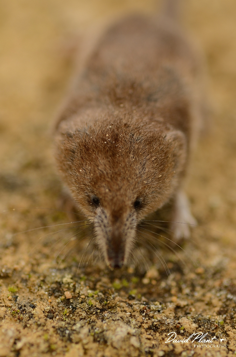David Plant Photography - Wildlife Photography - Pygmy shrew - C.jpg - Pygmy shrew head - Cambridgeshire