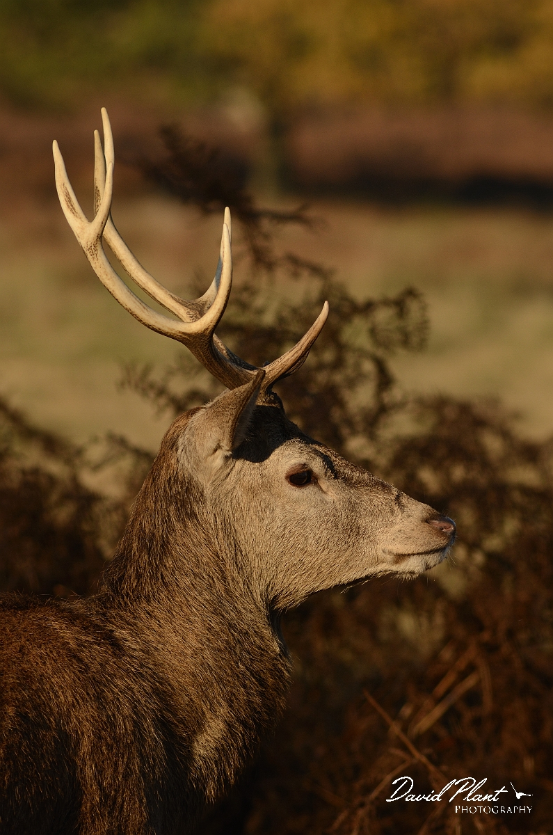 David Plant Photography - Wildlife Photography - Red deer - A.jpg - Red deer, young male - Surrey