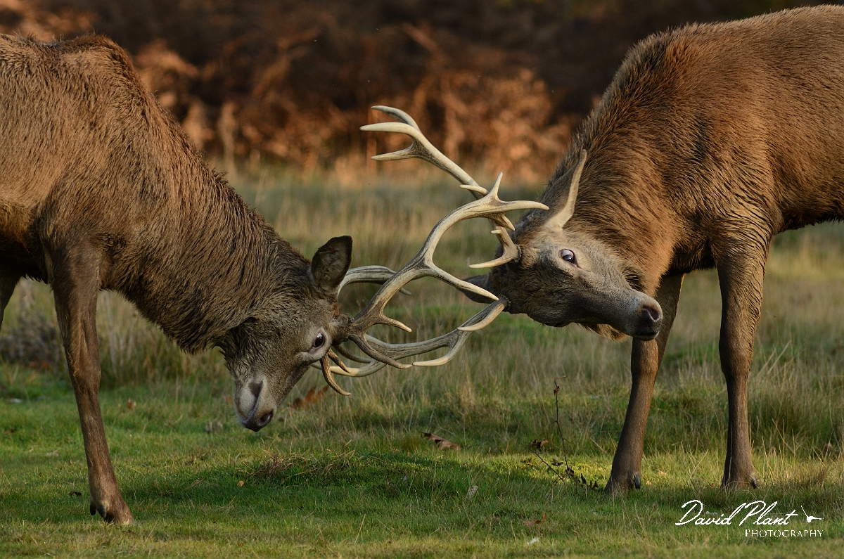 David Plant Photography - Wildlife Photography - Red deer - D.jpg - Red deer clash - Surrey