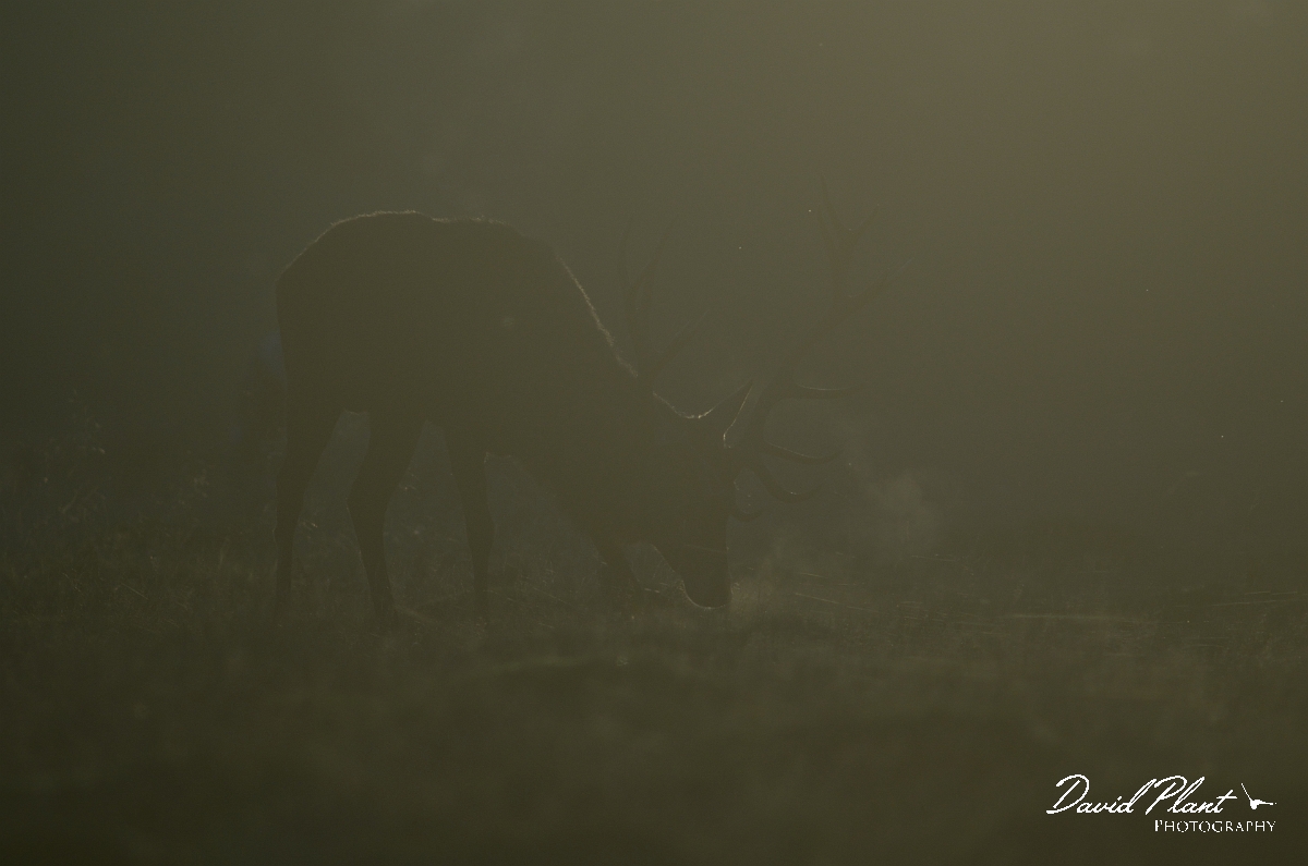 David Plant Photography - Wildlife Photography - Red deer - E.jpg - Red deer against the light - Surrey