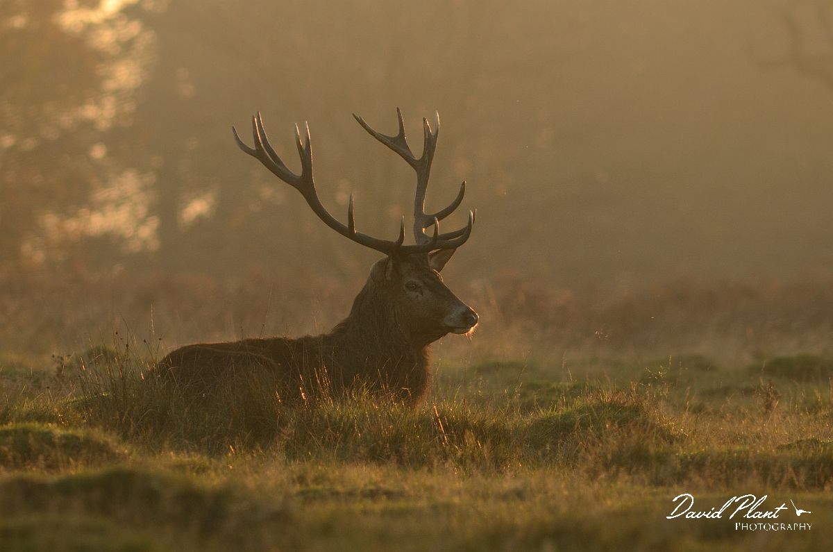 David Plant Photography - Wildlife Photography - Red deer - F.jpg - Red deer, dominant stag in dusk light - Surrey
