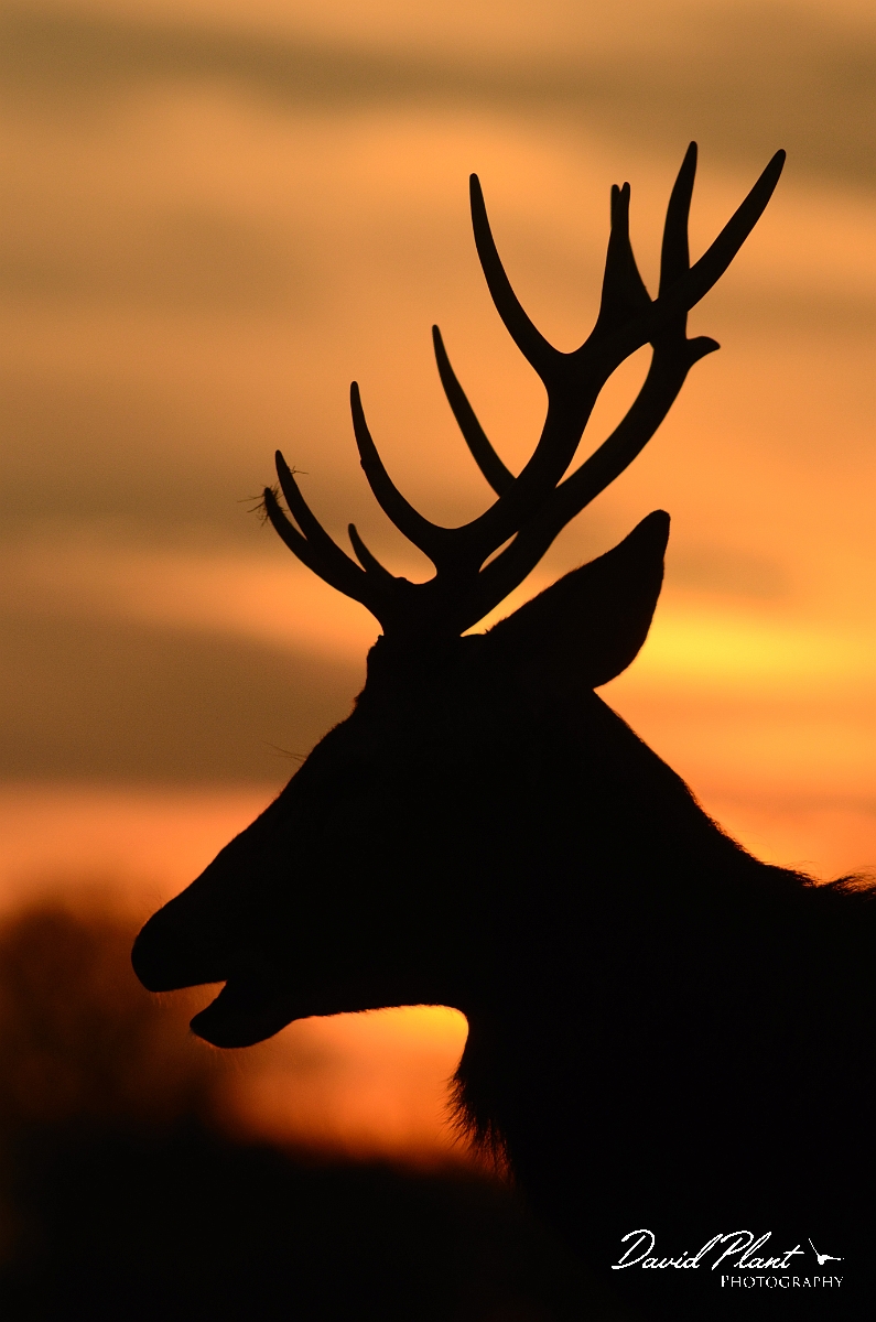 David Plant Photography - Wildlife Photography - Red deer - G.jpg - Red deer at sunset - Surrey