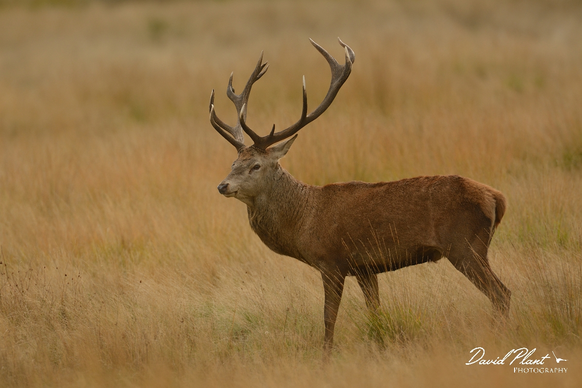 David Plant Photography - Wildlife Photography - Red deer - H.jpg - Red deer stag - Surrey