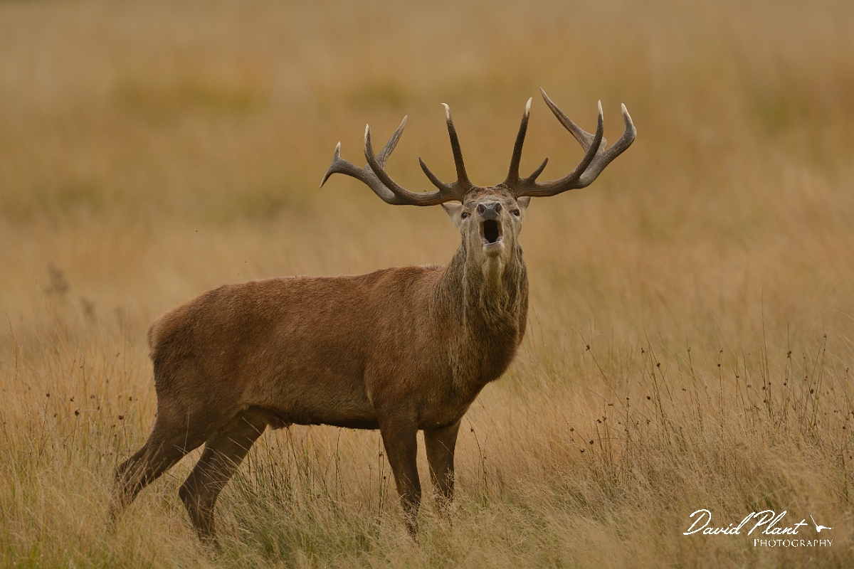 David Plant Photography - Wildlife Photography - Red deer - I.jpg - Red deer stag calling - Surrey