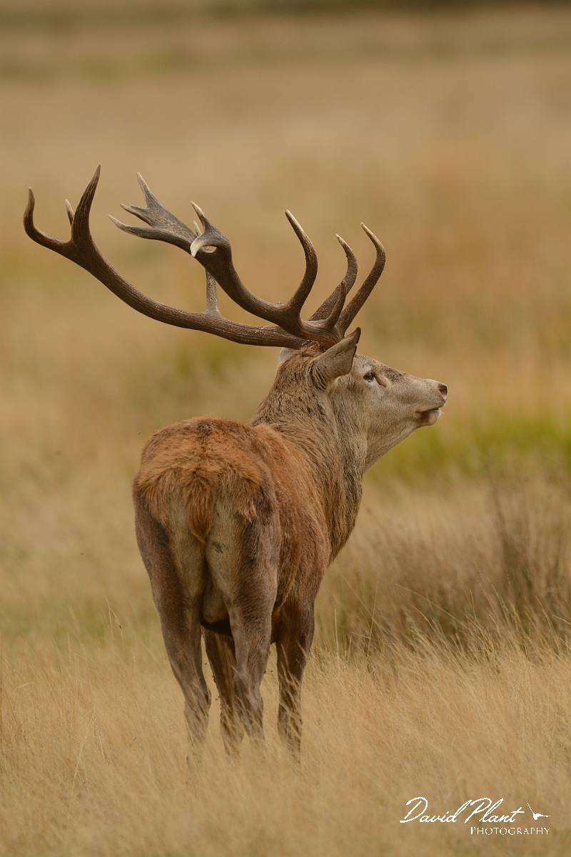 David Plant Photography - Wildlife Photography - Red deer - J.jpg - Red deer stag - Surrey