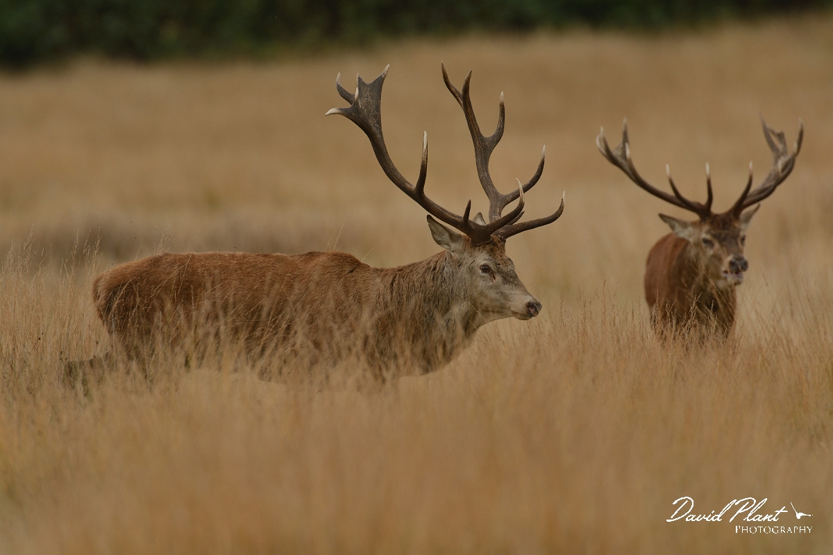 David Plant Photography - Wildlife Photography - Red deer - K.jpg - Red deer stag standoff - Surrey