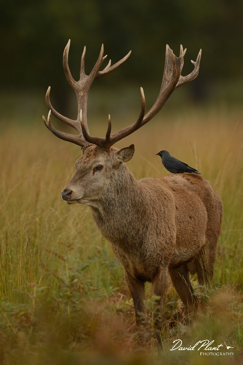David Plant Photography - Wildlife Photography - Red deer - L.jpg - Red deer with jackdaw hitchhiker - Surrey