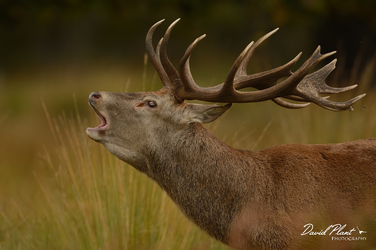 David Plant Photography - Wildlife Photography - Red deer - M.jpg - Red deer stag calling - Surrey