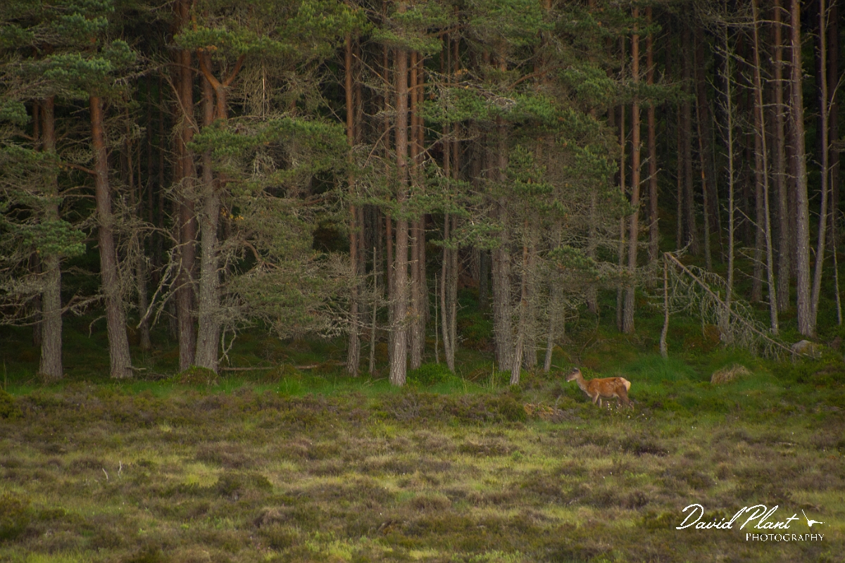 David Plant Photography - Wildlife Photography - Red deer - N.jpg - Red deer - Higland