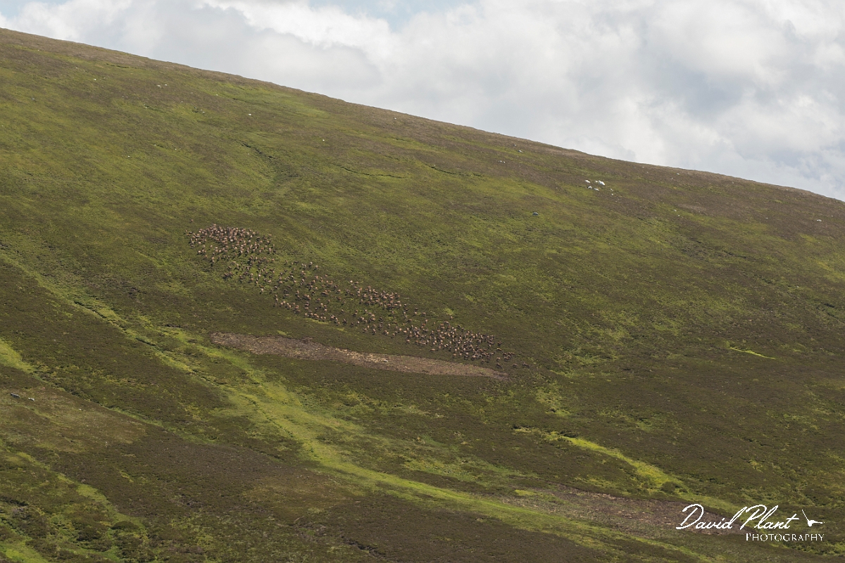 David Plant Photography - Wildlife Photography - Red deer - O.jpg - Red deer - Perthshire