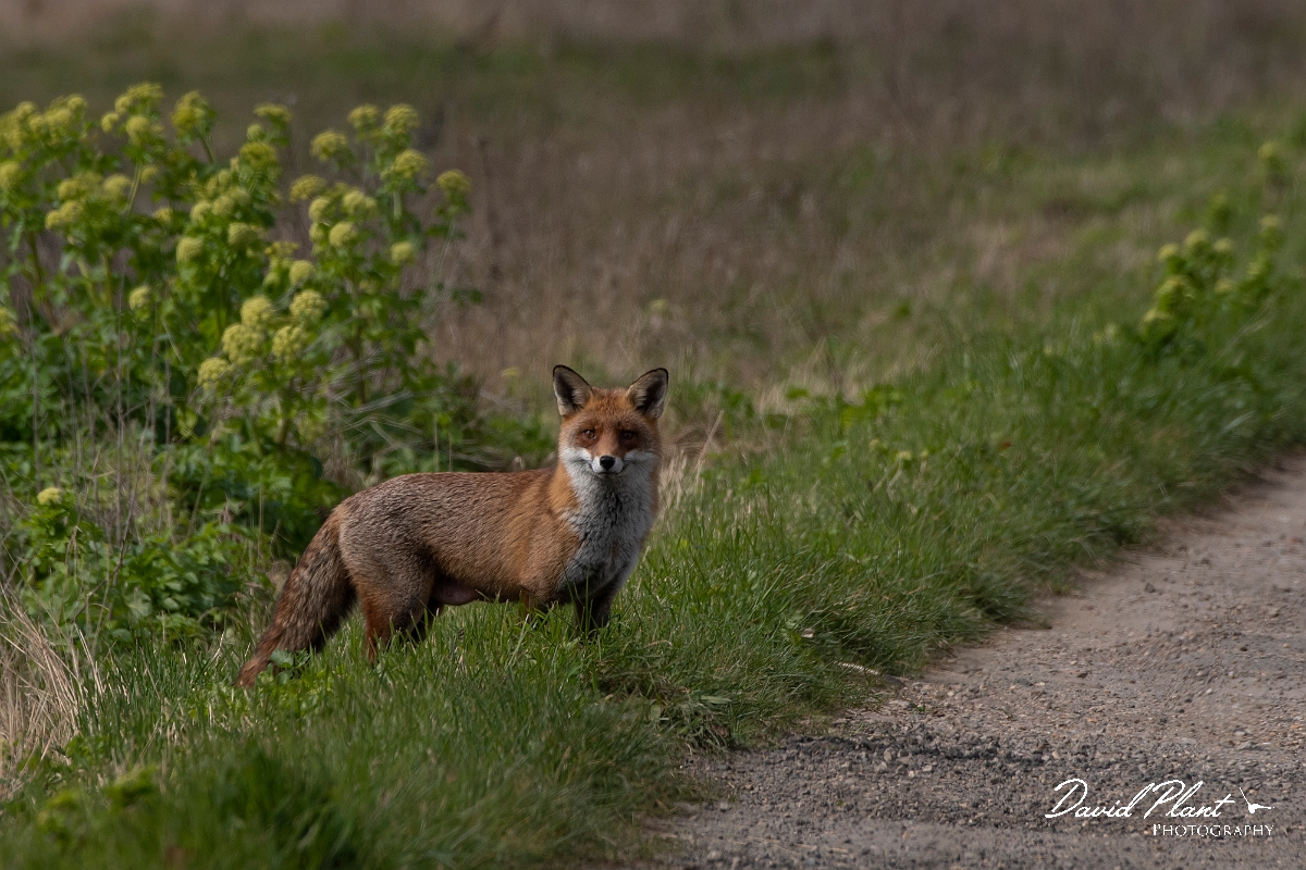David Plant Photography - Wildlife Photography - Red fox - A.jpg - Red fox, Vulpes vulpes - Kent