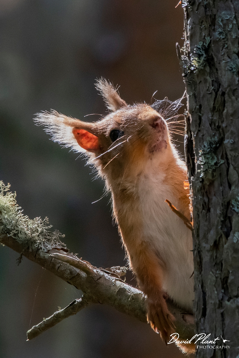 David Plant Photography - Wildlife Photography - Red squirrel - A.jpg - Eurasian red squirrel, Sciurus vulgaris - Highlands