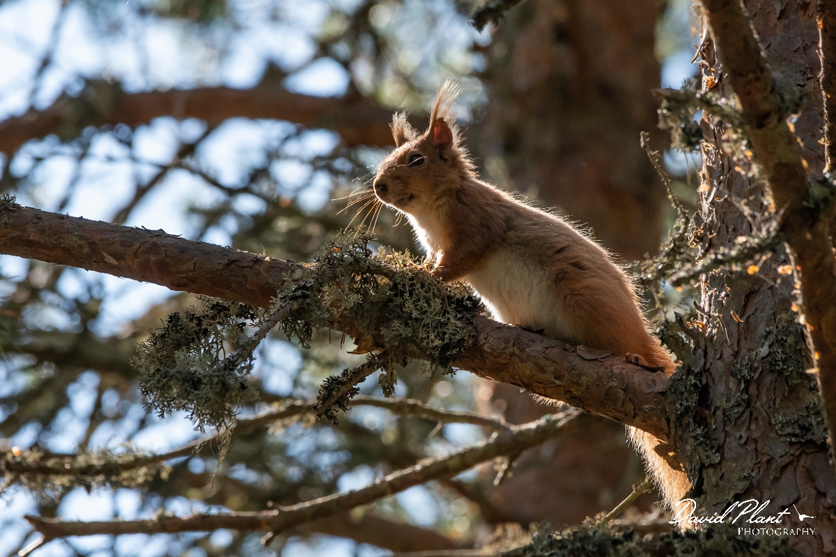 David Plant Photography - Wildlife Photography - Red squirrel - B.jpg - Eurasian red squirrel, Sciurus vulgaris - Highlands