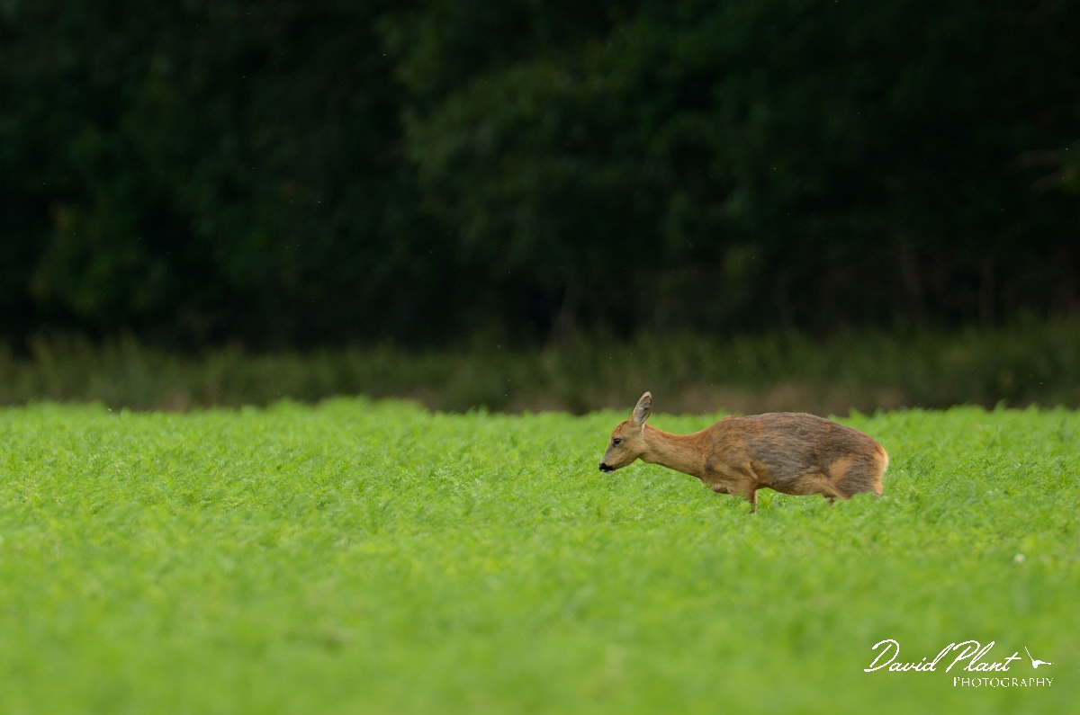 David Plant Photography - Wildlife Photography - Roe deer - A.jpg - Roe deer, female - Norfolk