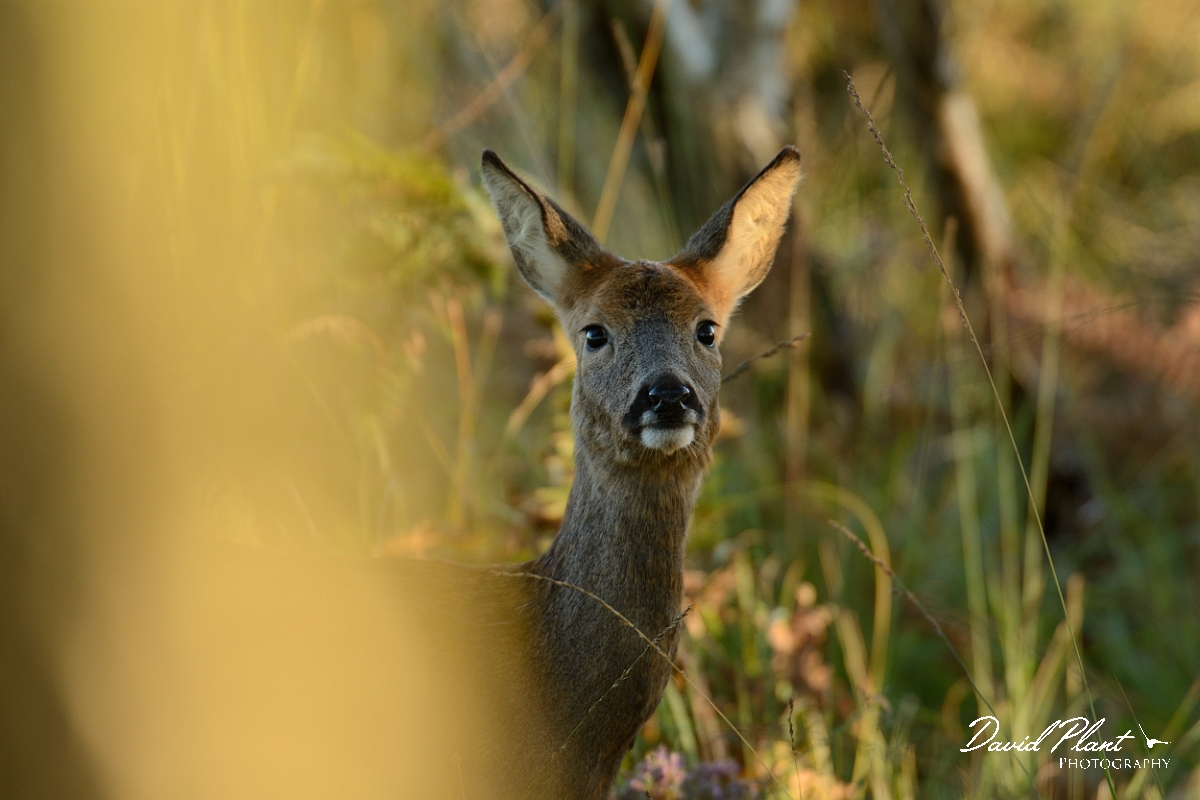 David Plant Photography - Wildlife Photography - Roe deer - B.jpg - Roe deer behind tree - Dorset