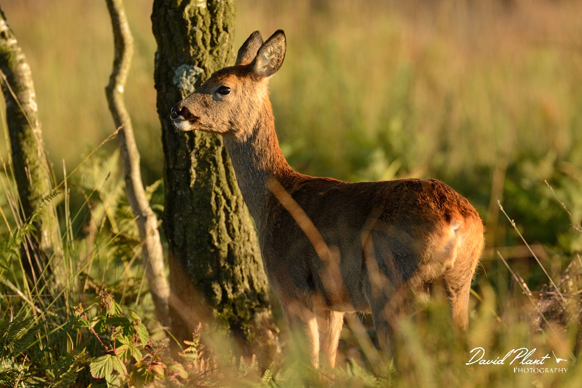 David Plant Photography - Wildlife Photography - Roe deer - C.jpg - Roe deer - Dorset