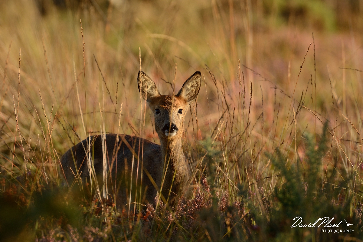 David Plant Photography - Wildlife Photography - Roe deer - D.jpg - Roe deer amongst grass - Dorset