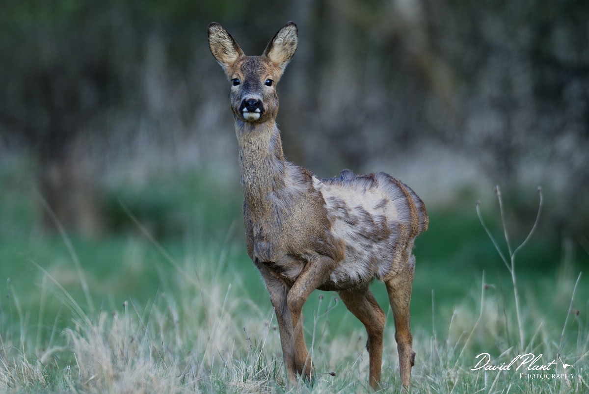 David Plant Photography - Wildlife Photography - Roe deer - E.JPG - Roe deer female moulting - Gloucestershire