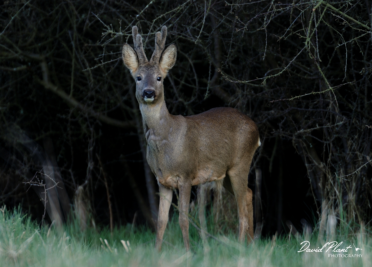 David Plant Photography - Wildlife Photography - Roe deer - F.jpg - Roe deer male - Gloucestershire